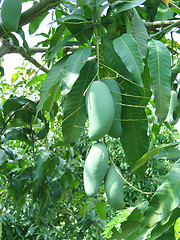 Image showing Mangoes on the mango tree