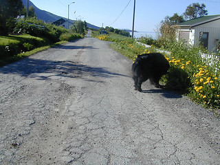 Image showing Country Road