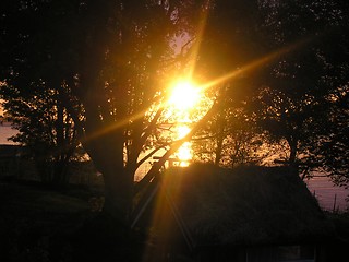 Image showing The sun in branches