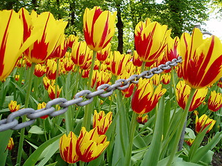 Image showing Flowers in chain