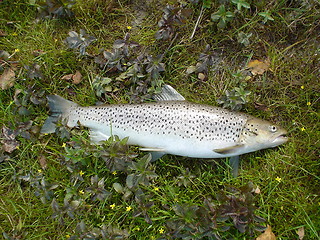 Image showing sea trout on fly