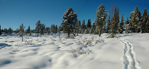 Image showing Snow - elk tracks