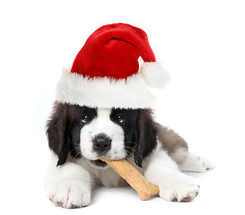 Image showing Adorable Santa Clause Saint Bernard Puppy