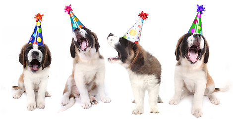 Image showing Singing Saint Bernard Dogs Celebrating