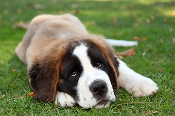 Image showing Puppy Dog Outdoors in the Grass