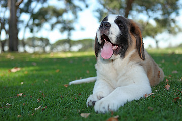 Image showing Puppy Dog Outdoors in the Grass