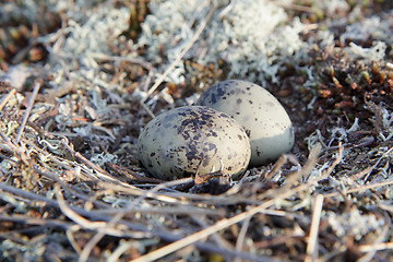 Image showing two eggs