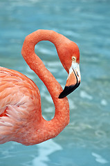 Image showing Pink Flamingo.