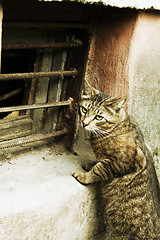 Image showing homeless cat wants to climb in a window in a cellar, but it is c