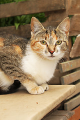 Image showing three-colored cat sits on a bench