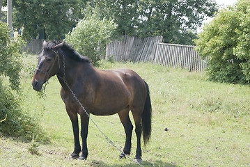 Image showing  A horse standing