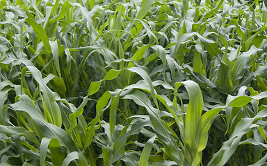 Image showing New corn ripening