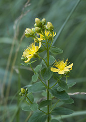 Image showing Saint-John's-wort in blossom