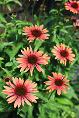 Image showing echinacea flowers