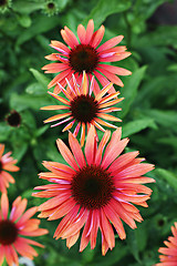 Image showing echinacea flowers