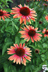 Image showing echinacea flowers