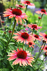 Image showing echinacea flowers