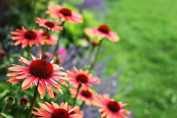 Image showing echinacea flowers