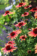 Image showing echinacea flowers