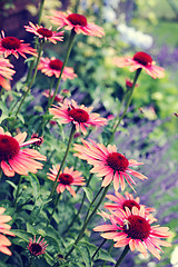 Image showing echinacea flowers