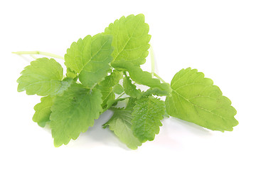 Image showing lemon balm