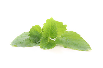 Image showing lemon balm