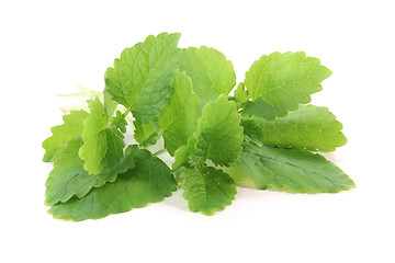 Image showing lemon balm