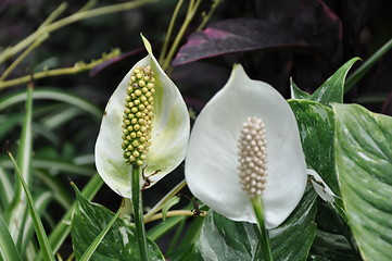 Image showing Flowers