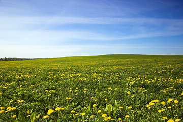 Image showing Field with dandelions