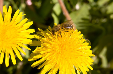 Image showing Bee on a dandelion