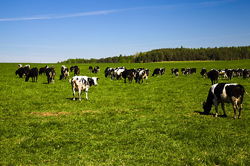 Image showing Herd of cows