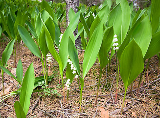 Image showing Lilies of the valley