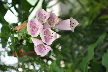 Image showing Flowers