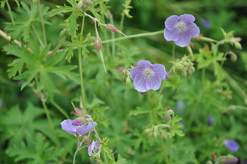 Image showing Flowers