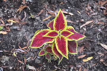 Image showing Leaves