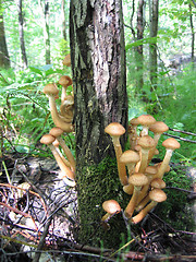 Image showing honey mushrooms growing at tree