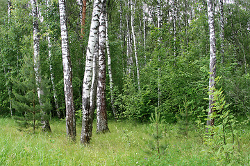 Image showing birch trees in a forest