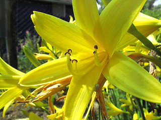 Image showing beautiful yellow flower