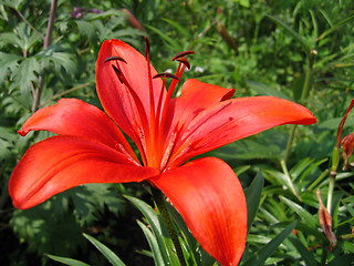 Image showing beautiful red lily