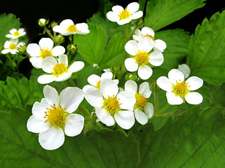 Image showing blossoming strawberry