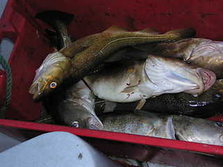 Image showing The Catch