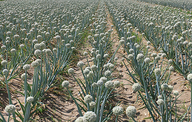 Image showing onion field
