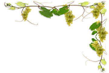 Image showing vines and grapes