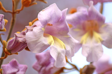 Image showing Pavlovnia blossoms