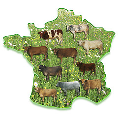 Image showing Cows on a map of France