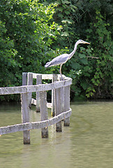 Image showing Heron