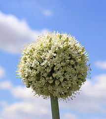 Image showing Onion flowers