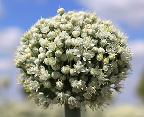 Image showing Onion flowers