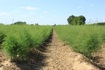 Image showing asparagus field