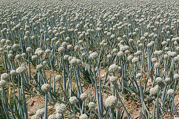 Image showing onion field